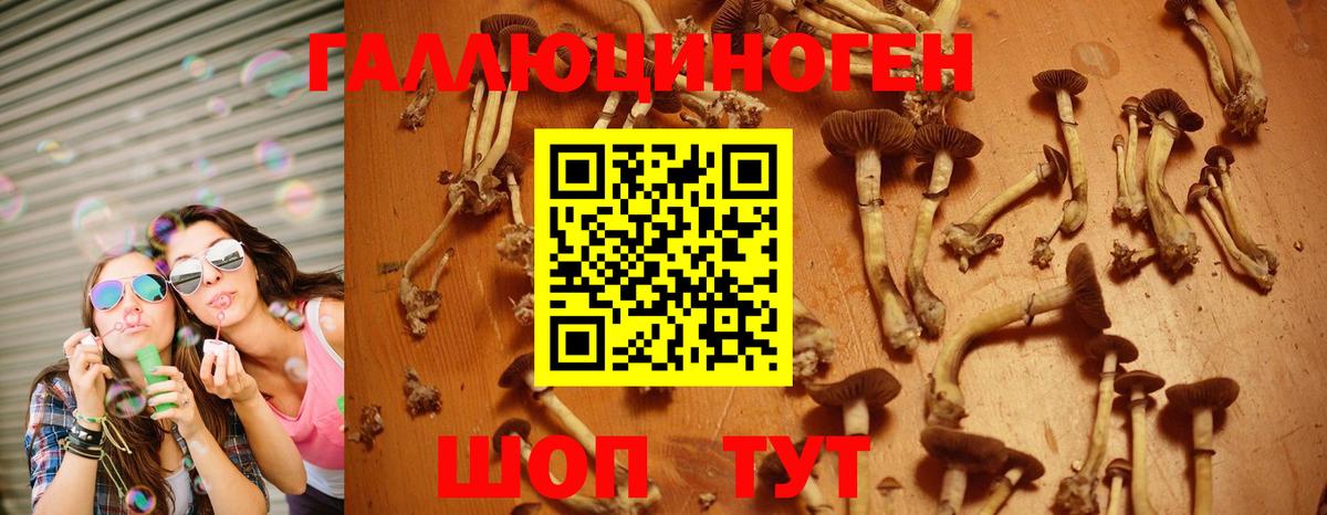 как найти закладки  Галлюциногенные грибы Cubensis  Вход с VPN  Гусиноозёрск 
